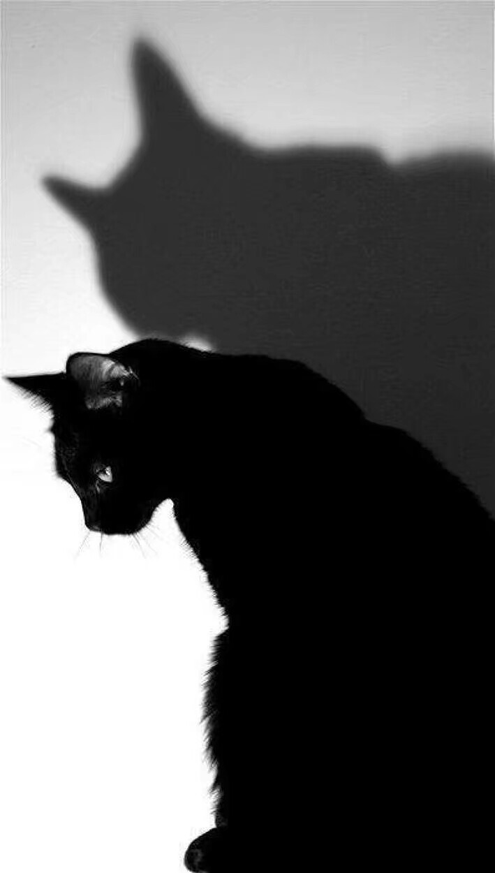 抖音手机壁纸黑猫图片