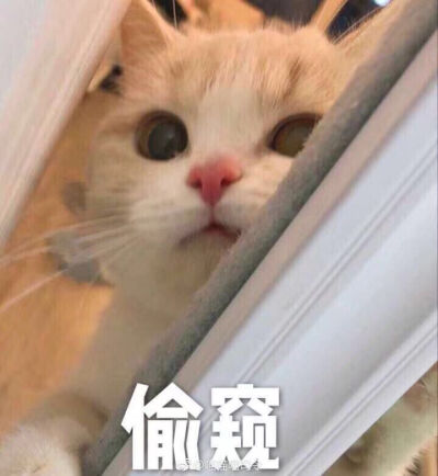 抱抱的猫咪表情包