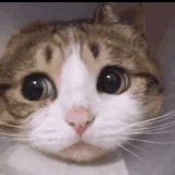 可爱猫咪gif动图表情包