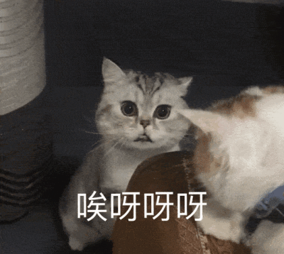 可爱猫咪gif动图表情包
