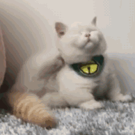 胖吉猫表情包gif图片