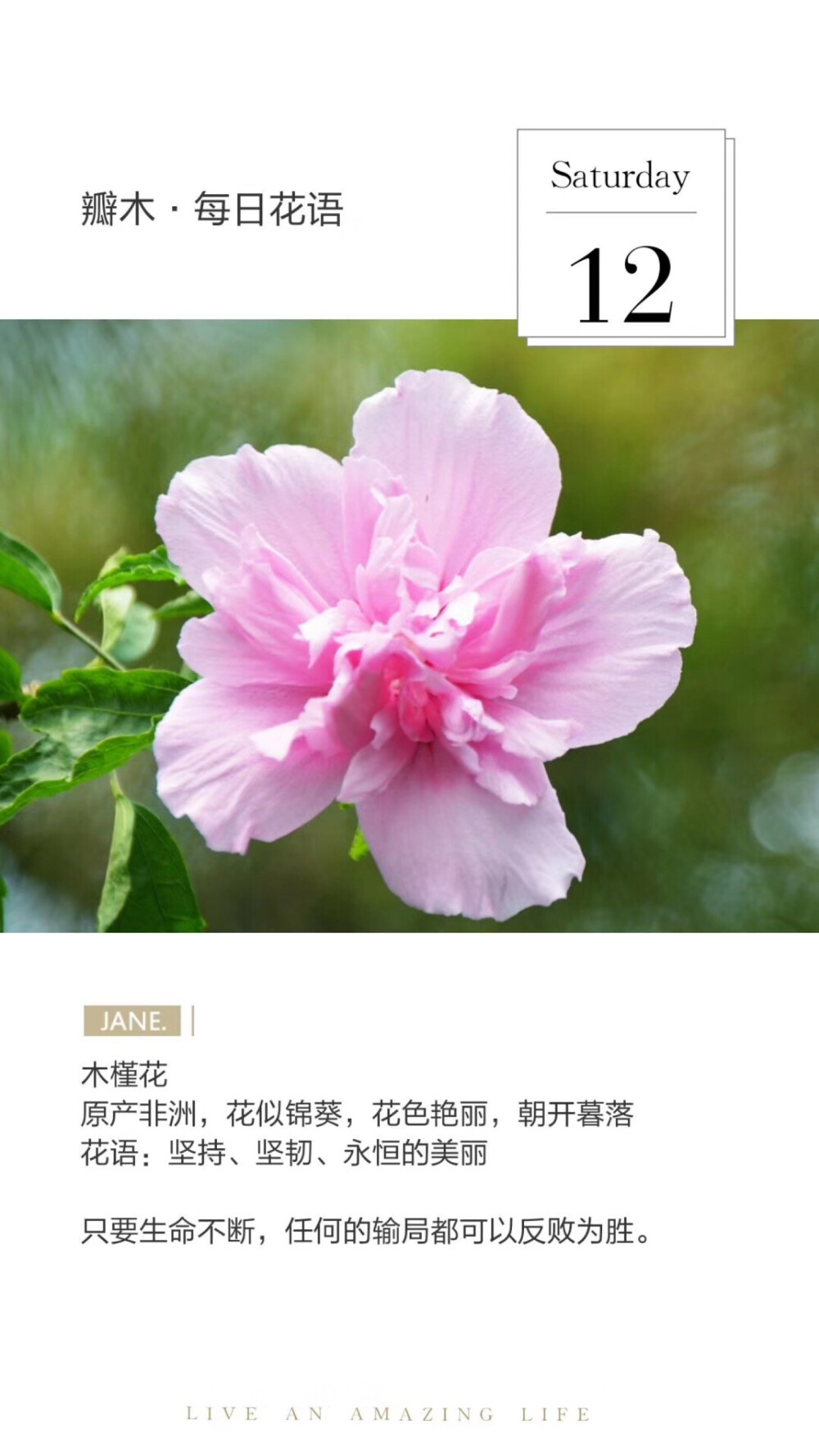 木槿花的英语图片