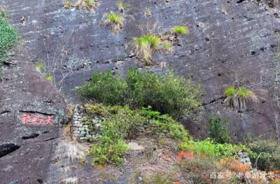 这棵大红袍树是来自我们国家的,现在在武夷山风景区内.