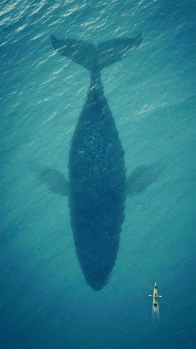 小鲸鱼