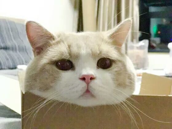 猫猫和动物表情包