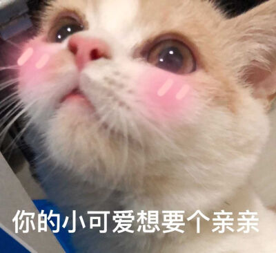 猫咪