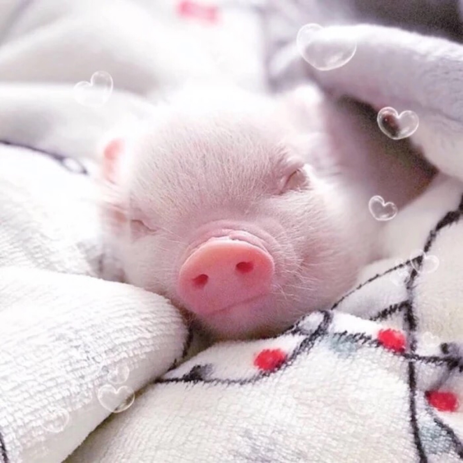 超级可爱的猪猪图像图片
