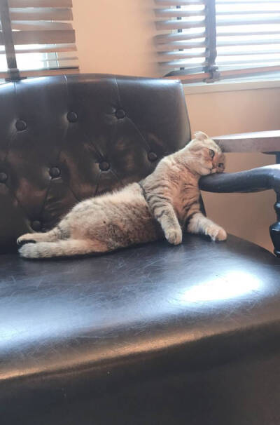 猫咪累