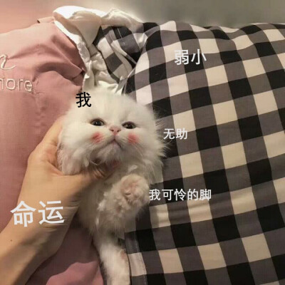 被命运扼住喉咙