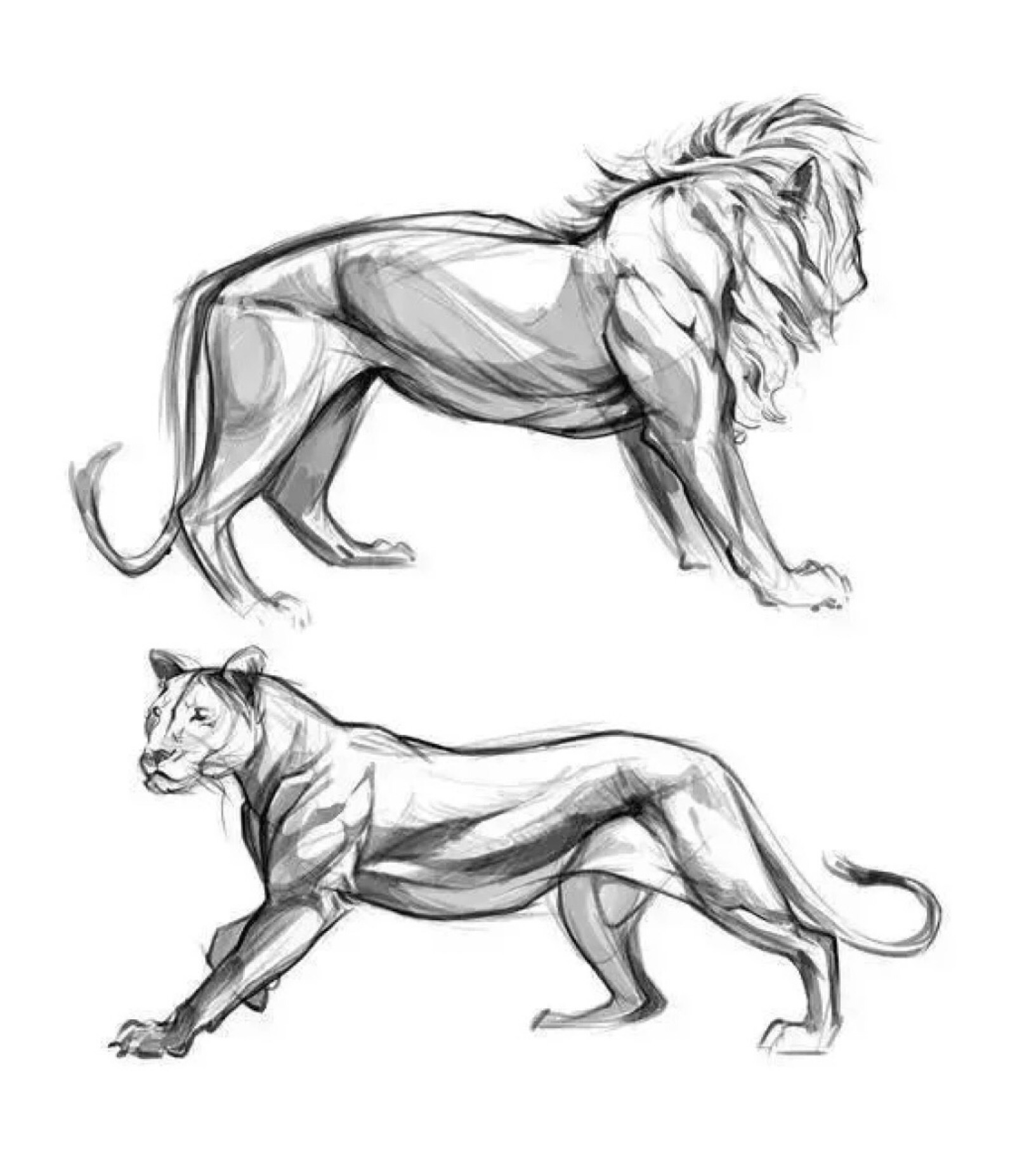 凶猛的狮子画法 霸气图片
