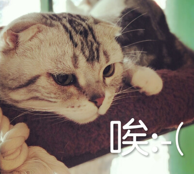 猫皱眉表情包