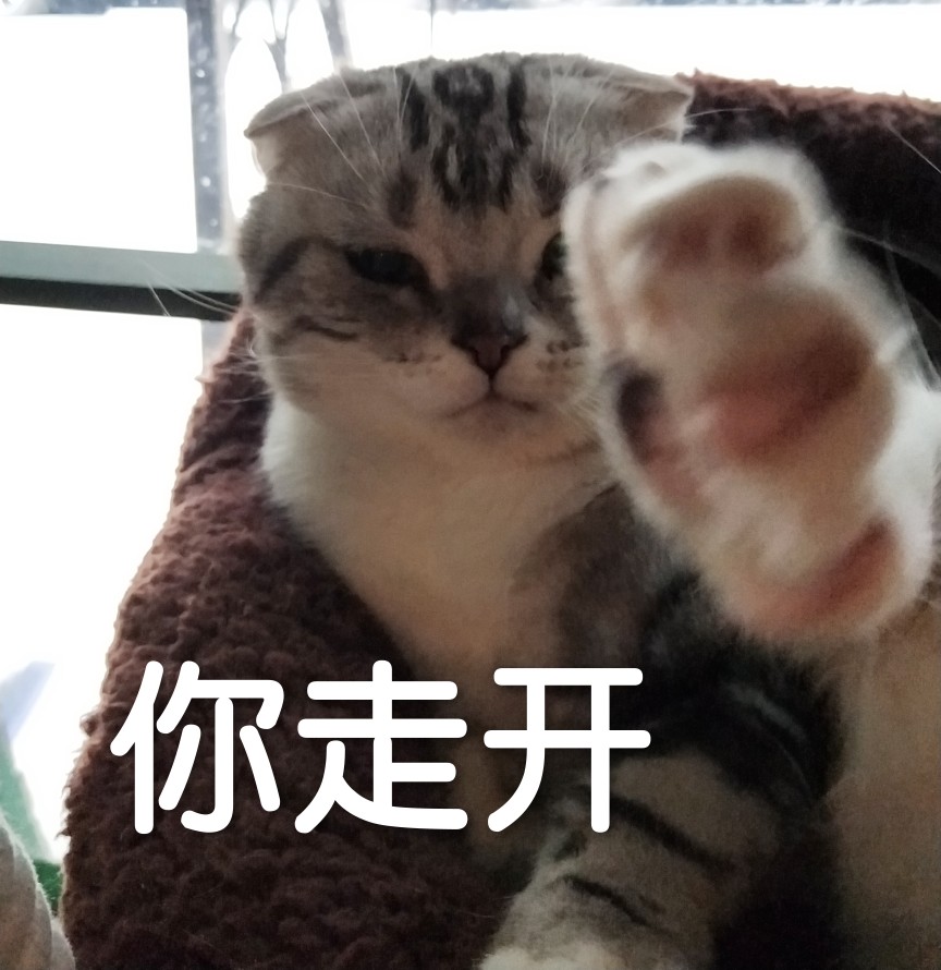 猫表情包