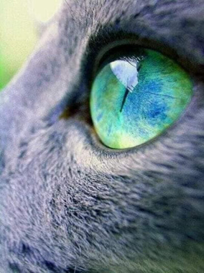 世界上最漂亮的猫眼睛!