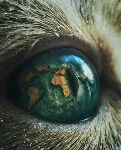 世界上最漂亮的猫眼睛!