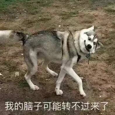 二哈:我的脑子可能转不过来了