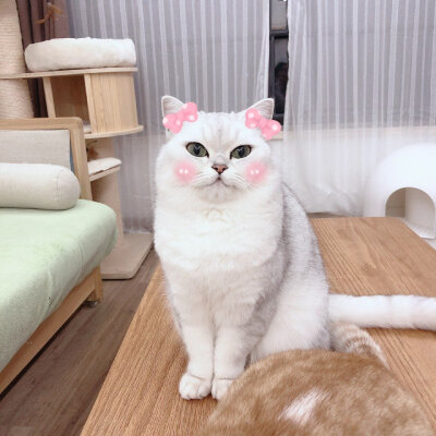 花花与三猫 猪皮