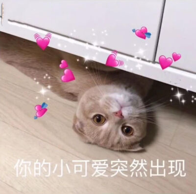 猫咪表情包嘻嘻 我也想上个推荐呀呀呀