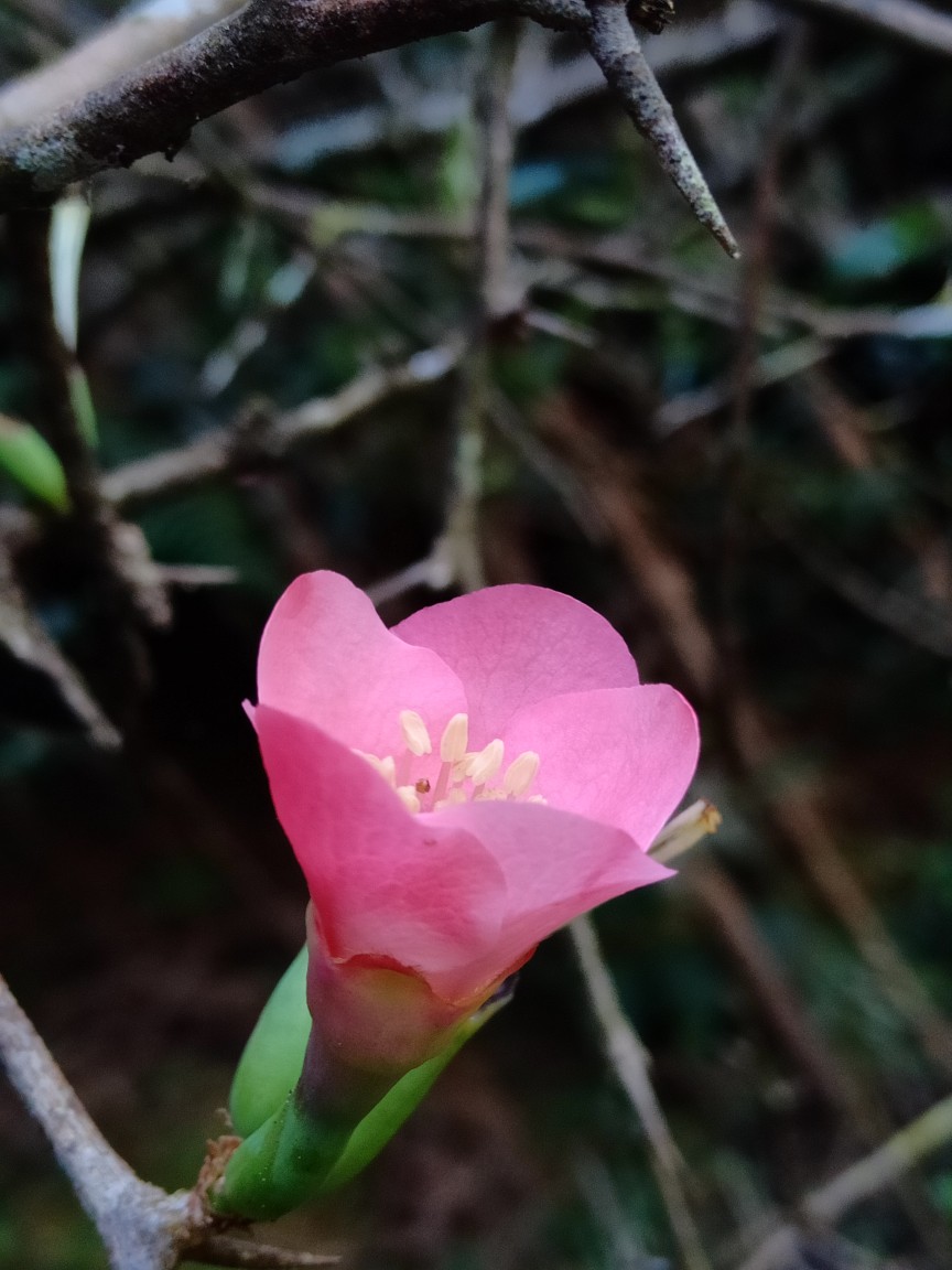 酸木瓜の花