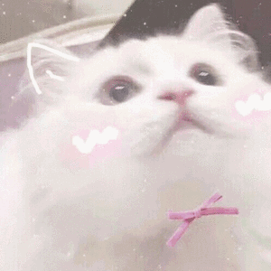 猫表情生日快乐