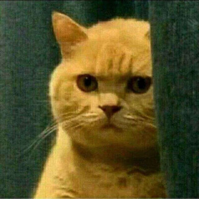 沙雕橘猫头像