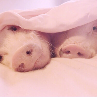 猪鼻子情侣头像图片