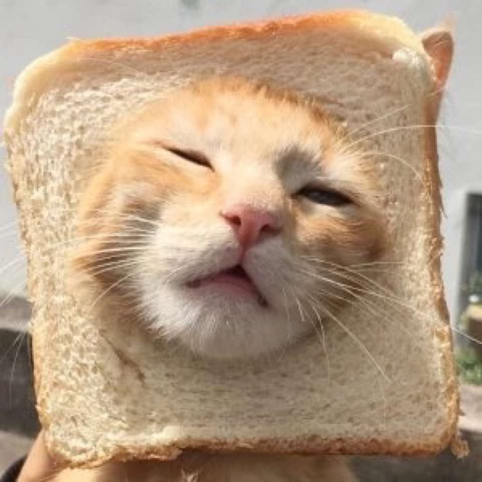 猫咪头像