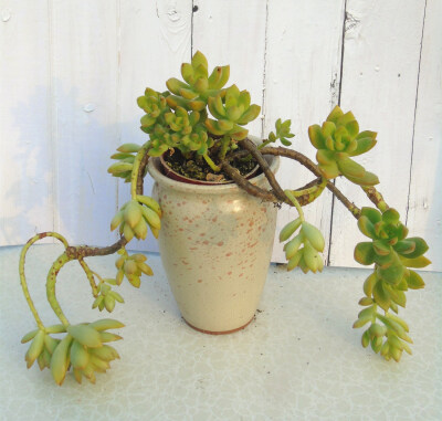 香园艺黄丽多肉群老桩