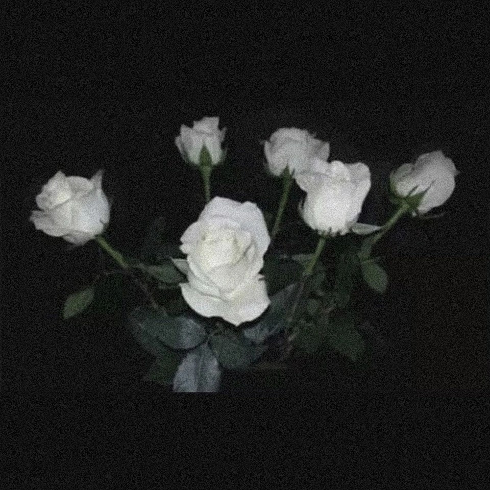背景白玫瑰