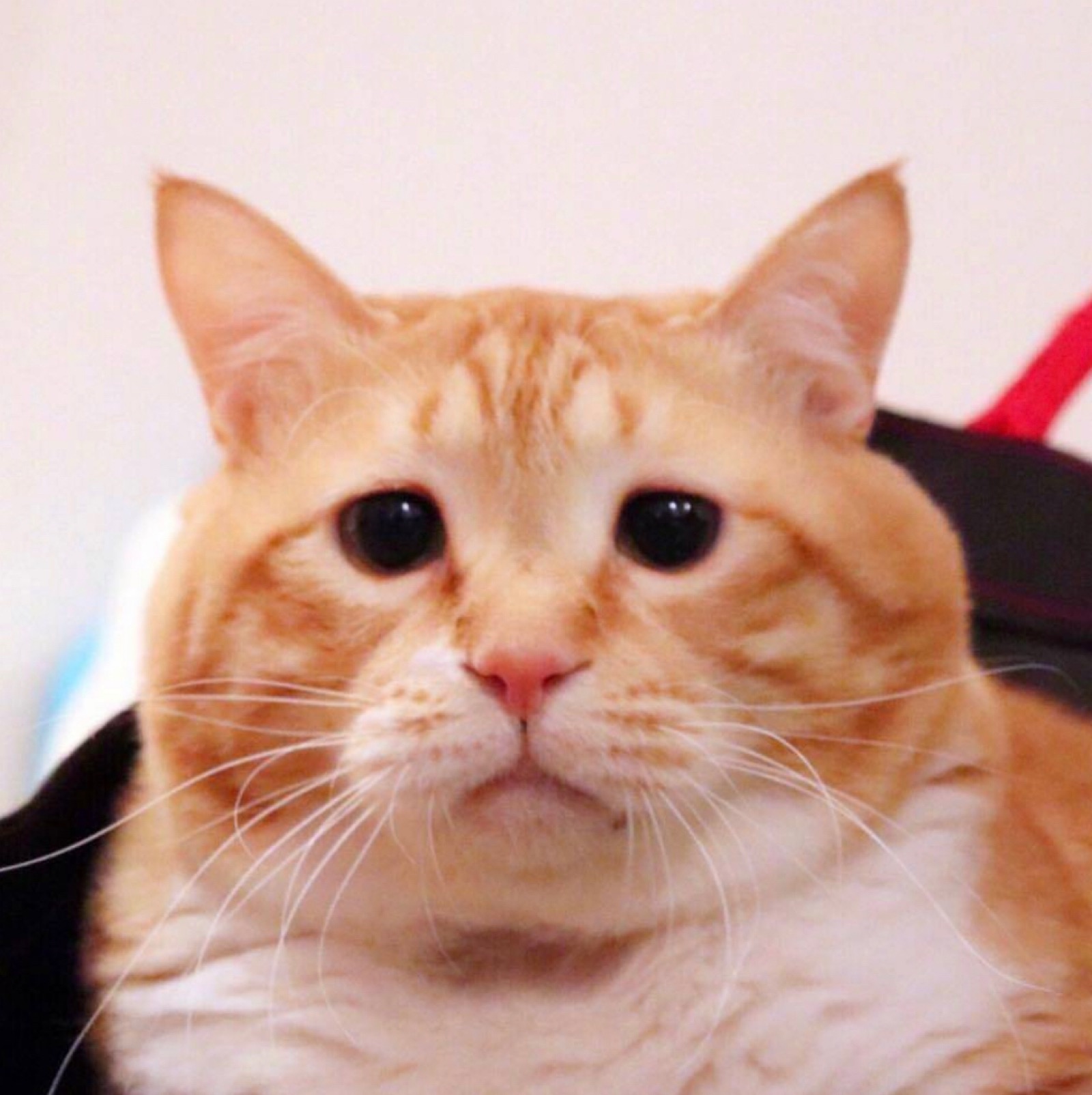 猫沙雕头像搞笑图片