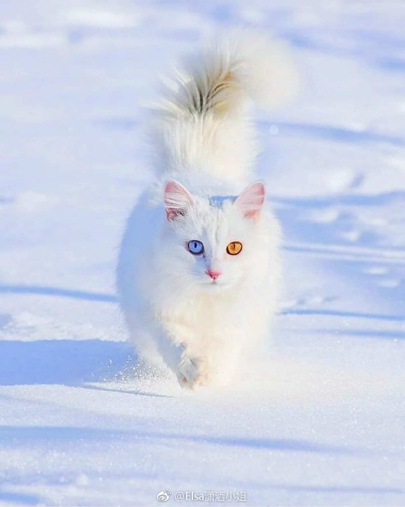 白猫 异瞳 猫咪 萌宠 可爱喵星人 白色 雪地
