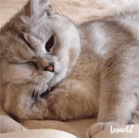 gif 堆糖,美图壁纸兴趣社区
