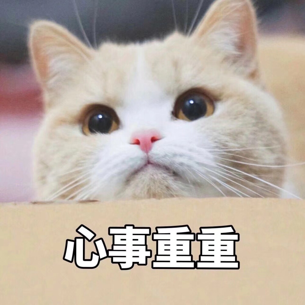 可爱猫咪表情包