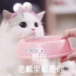 猫咪表情包,想你,脑袋里都是你吖