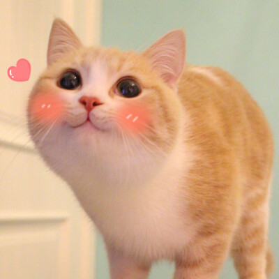 猫咪头像