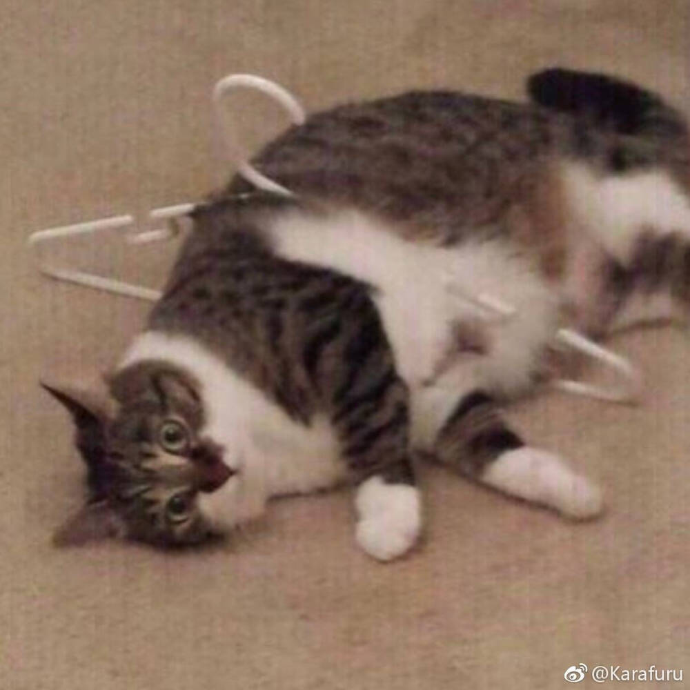 猫表情包