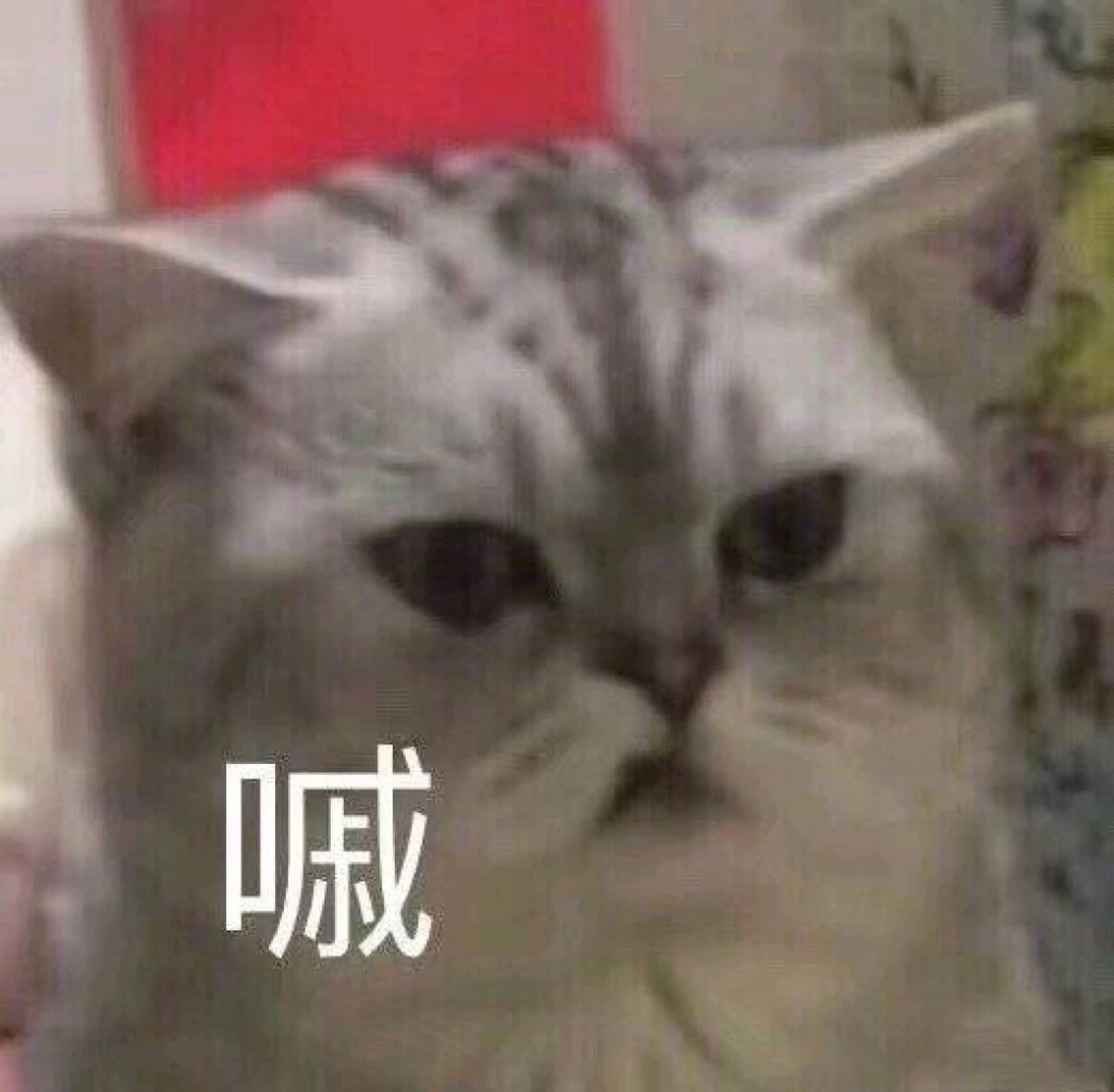 嘁 表情包 喵喵 ?表情喵:弟弟!