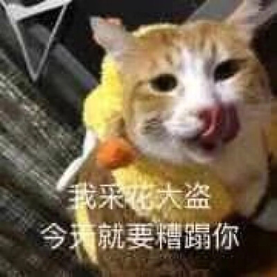 嘁 表情包 喵喵 ?表情喵:弟弟!