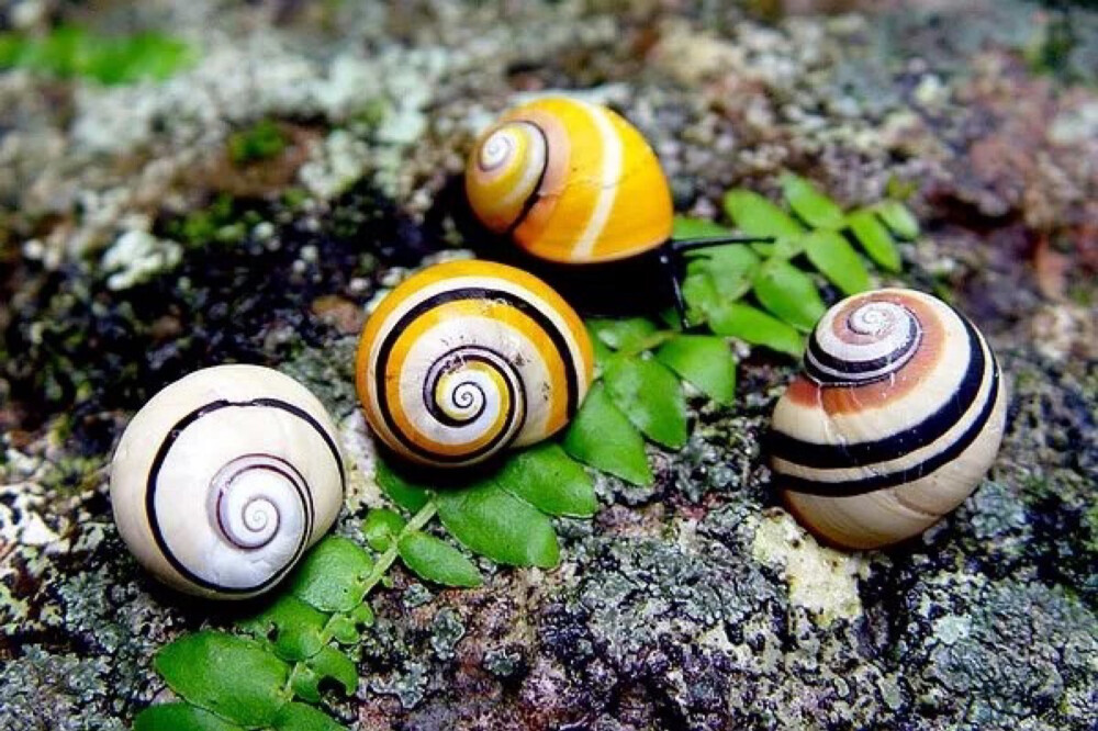 彩色蜗牛