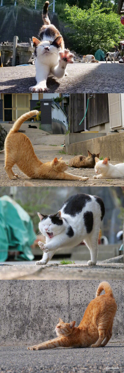 猫气