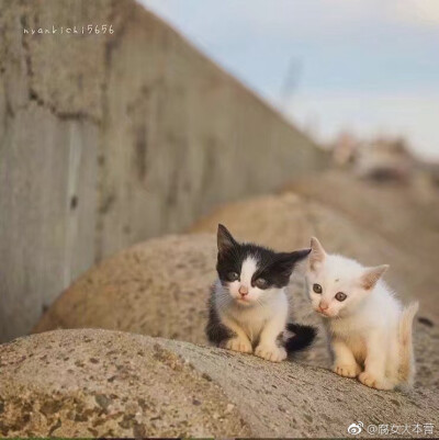 猫拿荧光棒图片