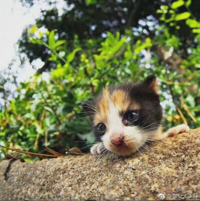 猫拿荧光棒图片