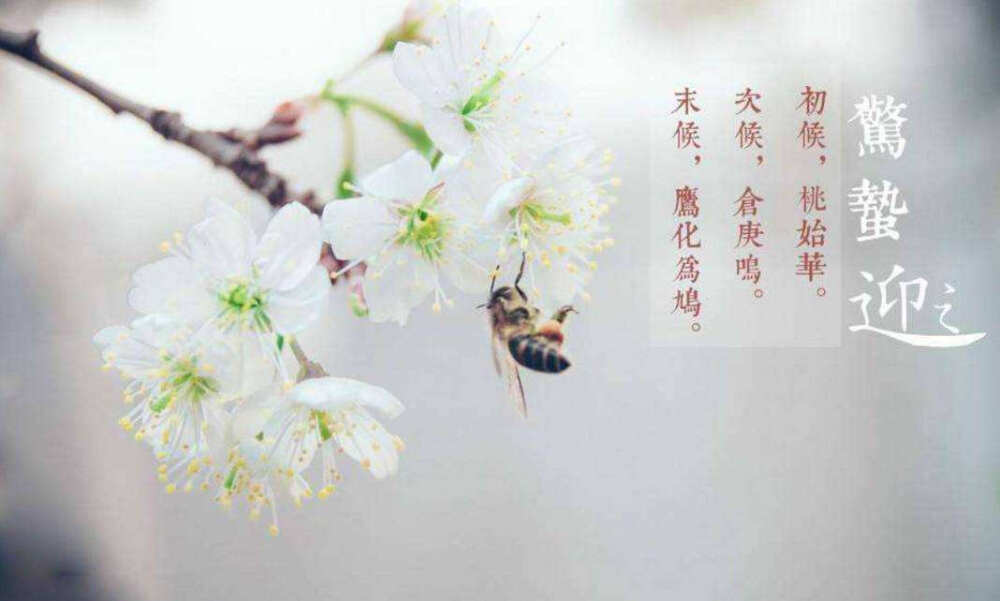 才发现惊蛰与桃花的适配度这么高 堆糖网