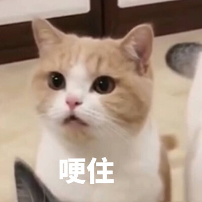泰吴 民国 熊本等各种表情包