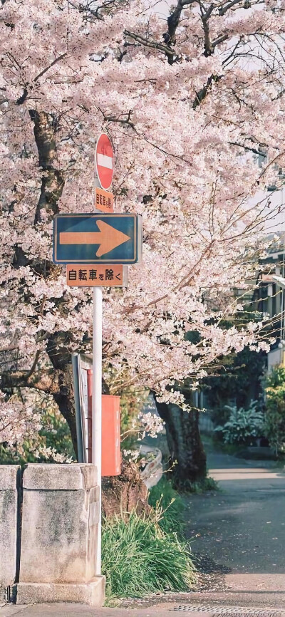 苹果xs max壁纸