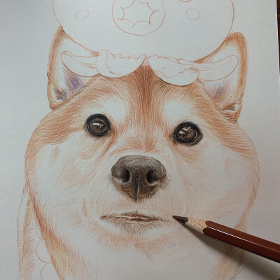 柴犬 彩铅