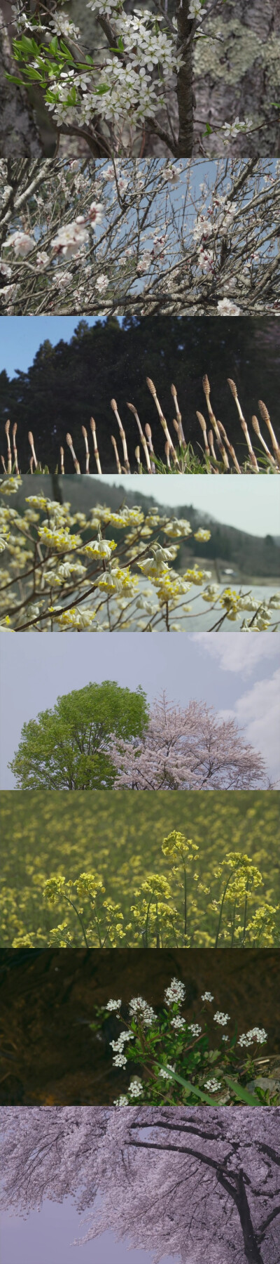 小森林冬春片