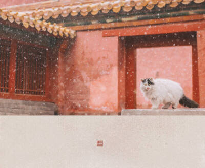 故宫猫雪