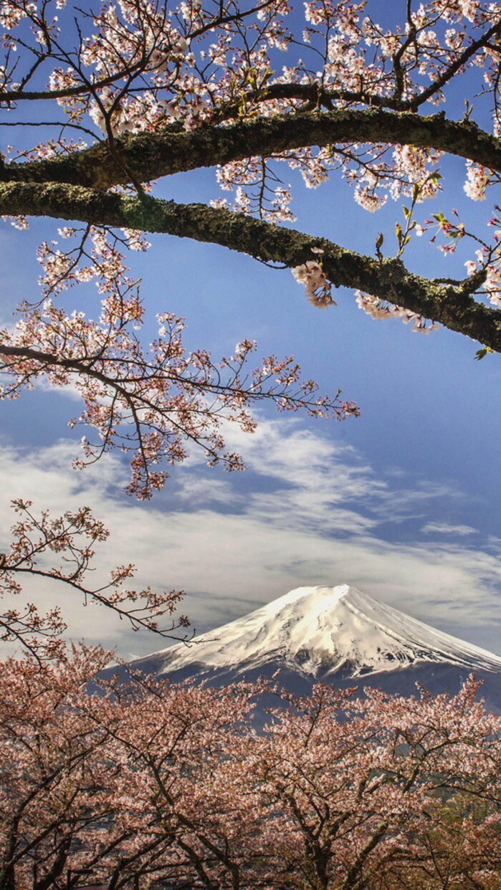 富士山与樱花