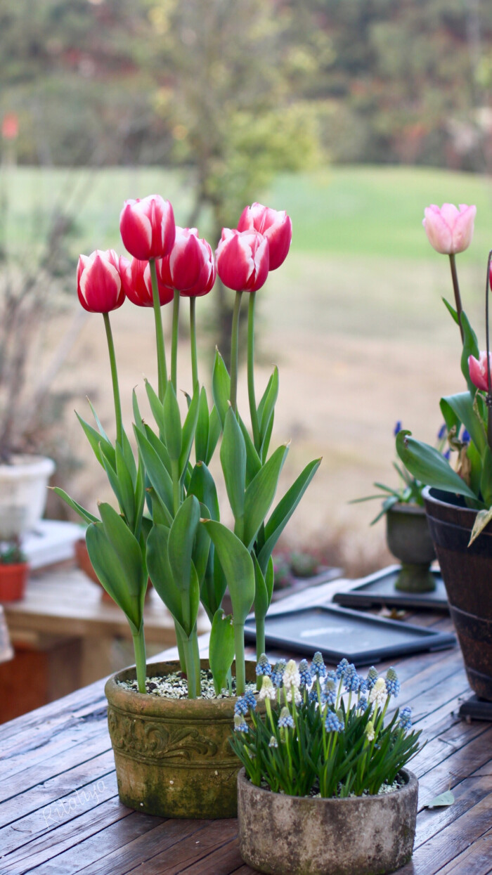 郁金香.}种了很多盆,这是唯一一盆长齐的
