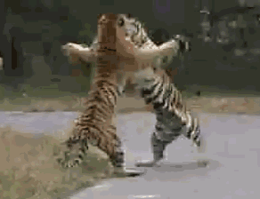 两个猫打架的搞笑动图图片